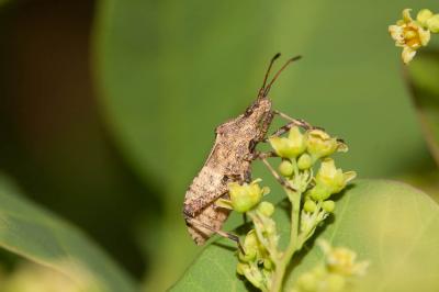  Ceraleptus gracilicornis (Herrich-Schäffer, 1835)