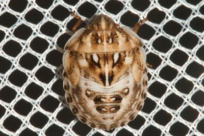  Odontotarsus robustus Jakovlev, 1884
