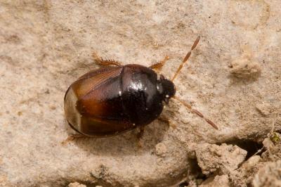  Legnotus fumigatus (A. Costa, 1853)
