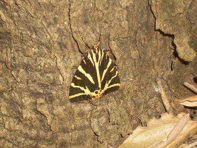 Écaille chinée (L') Euplagia quadripunctaria (Poda, 1761)