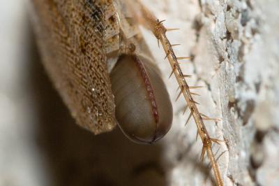  Ectobius pallidus (Olivier, 1789)