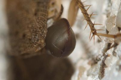  Ectobius pallidus (Olivier, 1789)