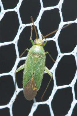  Orthotylus virescens (Douglas & Scott, 1865)