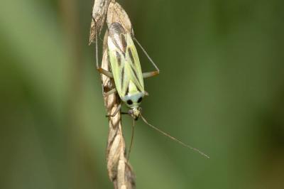  Stenotus binotatus (Fabricius, 1794)