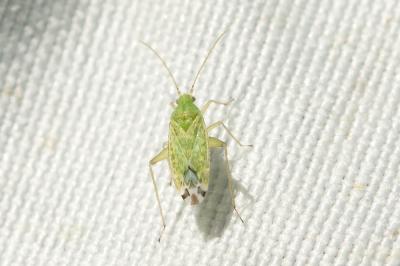  Macrotylus atricapillus (Scott, 1872)