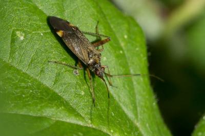  Closterotomus fulvomaculatus (De Geer, 1773)