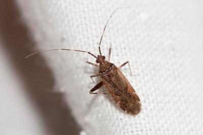  Phytocoris reuteri Saunders, 1876