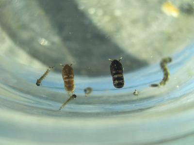 Moustique tigre Aedes albopictus (Skuse, 1894)