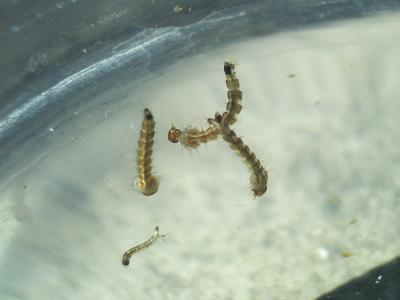 Moustique tigre Aedes albopictus (Skuse, 1894)
