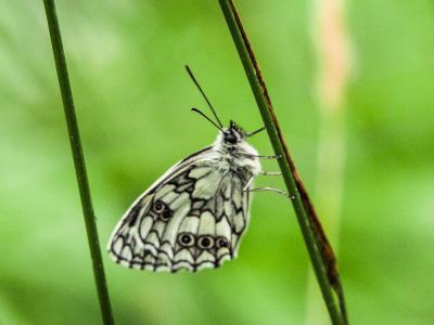 Demi-Deuil (Le), Échiquier (L'), Échiquier commun  Melanargia galathea (Linnaeus, 1758)