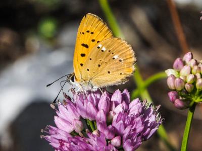 Cuivré de la Verge-d'or (Le), Cuivré satiné (Le),  Lycaena virgaureae (Linnaeus, 1758)