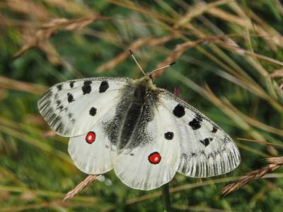 Apollon (L'), Parnassien apollon (Le) Parnassius apollo (Linnaeus, 1758)