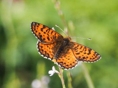 Mélitée orangée (La), Damier orangé (Le), Diane (L Melitaea didyma (Esper, 1778)