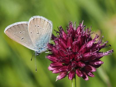 Azuré des Anthyllides (L'), Demi-Argus (Le), Argus Cyaniris semiargus (Rottemburg, 1775)