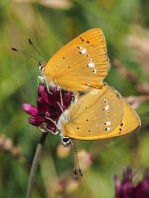Cuivré de la Verge-d'or (Le), Cuivré satiné (Le),  Lycaena virgaureae (Linnaeus, 1758)