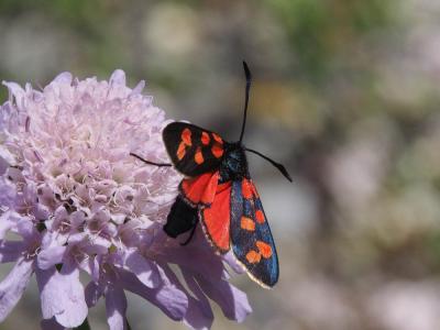 Zygène transalpine (La) Zygaena transalpina (Esper, 1780)