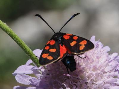 Zygène transalpine (La) Zygaena transalpina (Esper, 1780)