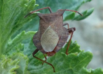 Corée marginée Coreus marginatus (Linnaeus, 1758)