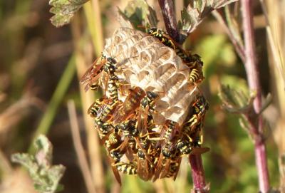  Polistes Latreille, 1802