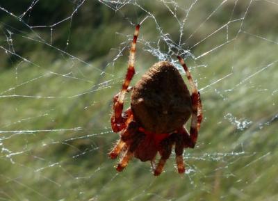 Épeire angulaire Araneus angulatus Clerck, 1758