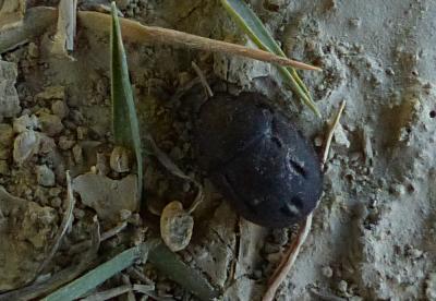 Ténébrions Tenebrionidae Latreille, 1802