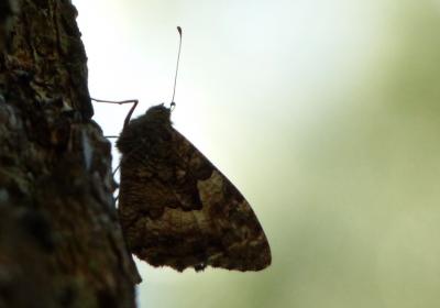 Petit Sylvandre (Le) Hipparchia alcyone (Denis & Schiffermüller, 1775)