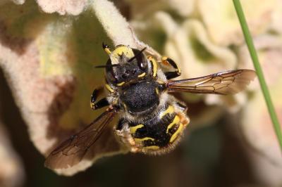 Abeille cotonnière, Anthidie cotonnière Anthidium manicatum (Linnaeus, 1758)