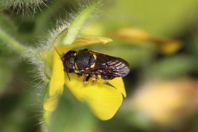  Anthidiellum strigatum (Panzer, 1805)