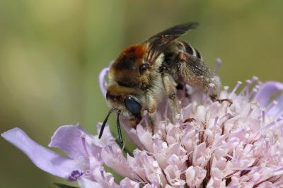 Eucère striée Tetraloniella strigata (Lepeletier, 1841)