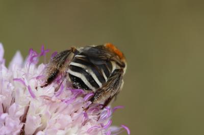 Eucère striée Tetraloniella strigata (Lepeletier, 1841)