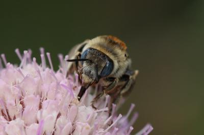 Eucère striée Tetraloniella strigata (Lepeletier, 1841)