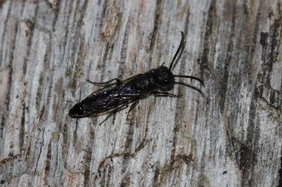  Sapygina decemguttata (Jurine, 1807)