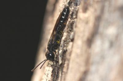  Sapygina decemguttata (Jurine, 1807)