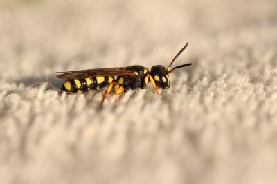  Cerceris arenaria (Linnaeus, 1758)