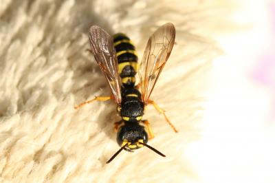  Cerceris arenaria (Linnaeus, 1758)