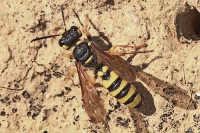  Cerceris flavilabris (Fabricius, 1793)