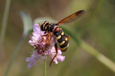  Milesia semiluctifera (Villers, 1798)