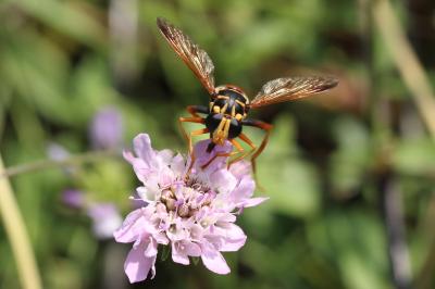  Milesia semiluctifera (Villers, 1798)