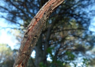 Fourmillion longicorne Distoleon tetragrammicus (Fabricius, 1798)