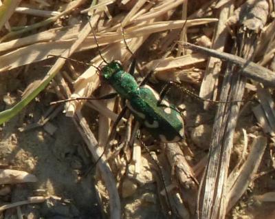  Cylindera paludosa (Dufour, 1820)