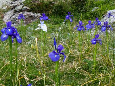 Iris à feuilles larges, Iris xiphioïde Iris latifolia (Mill.) Voss, 1895