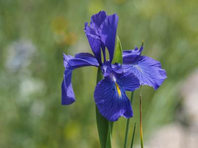 Iris à feuilles larges, Iris xiphioïde Iris latifolia (Mill.) Voss, 1895