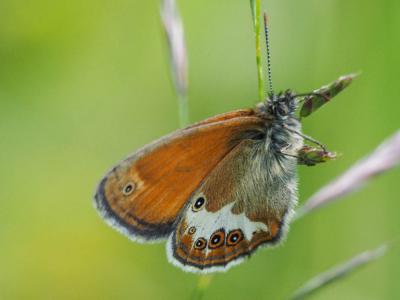 Céphale (Le), Arcanie (L') Coenonympha arcania (Linnaeus, 1760)