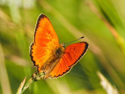 Cuivré de la Verge-d'or (Le), Cuivré satiné (Le),  Lycaena virgaureae (Linnaeus, 1758)