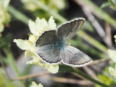 Azuré de l'Androsace (L') Agriades pyrenaica (Boisduval, 1840)