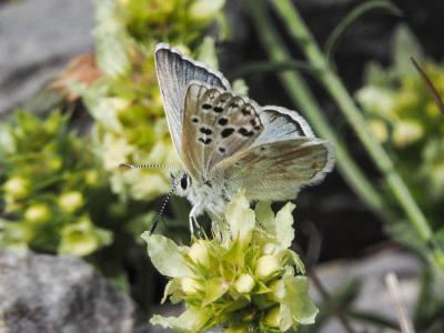 Azuré de l'Androsace (L') Agriades pyrenaica (Boisduval, 1840)
