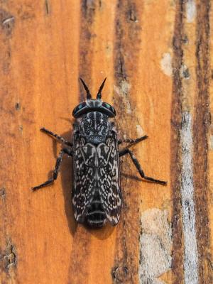 Taon Haematopota pluvialis (Linnaeus, 1758)