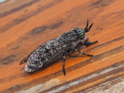 Taon Haematopota pluvialis (Linnaeus, 1758)