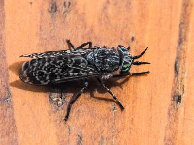 Taon Haematopota pluvialis (Linnaeus, 1758)