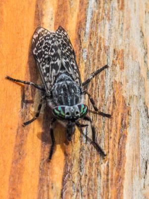 Taon Haematopota pluvialis (Linnaeus, 1758)